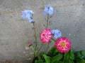 Red daisy flowers and blue forget-me-not Royalty Free Stock Photo