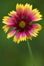 Red daisy green background