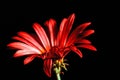 Red daisy macro closeup.