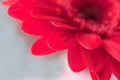 red gerbera flower - red daisy macro petals on green background Royalty Free Stock Photo