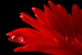 Red daisy macro with water droplet