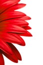 Red daisy petals isolated on white Royalty Free Stock Photo