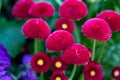 Red Daisy Seeds Bellis perennis Common Daisy in spring Royalty Free Stock Photo