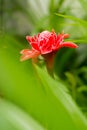 Red Dala flower or Torch ginger in green garden.