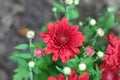 Red dalia flower in a garden Royalty Free Stock Photo