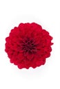 A red Dalia flower isolated Royalty Free Stock Photo