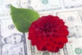A red dalia flower on top of dollar bills Royalty Free Stock Photo