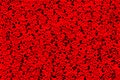 Red dalmatian pattern, random spray texture Royalty Free Stock Photo