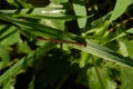 red damsefly, native to New Zealand, on grass