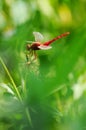 Red damselfly in green background