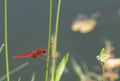 Red damselfly close up Royalty Free Stock Photo