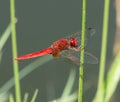 Red damselfly close up Royalty Free Stock Photo