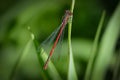 Red damselfly - Zygoptera - on a branch