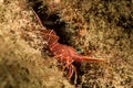 red dancing shrimp Royalty Free Stock Photo