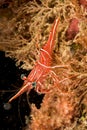 red dancing shrimp Royalty Free Stock Photo
