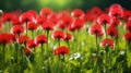 red dandelions creating a stunning contrast against the soft green grass