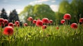 red dandelions creating a stunning contrast against the soft green grass