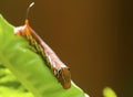 Red Daphnis nerii Caterpillar Royalty Free Stock Photo