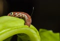 Red Daphnis nerii Caterpillar Royalty Free Stock Photo