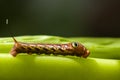 Red Daphnis nerii Caterpillar Royalty Free Stock Photo