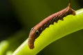 Red Daphnis nerii Caterpillar Royalty Free Stock Photo