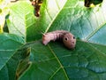 Red Daphnis nerii Caterpillar or oleander hawk-moth closeup on leaf Royalty Free Stock Photo