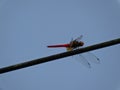 Red dargon fly Royalty Free Stock Photo