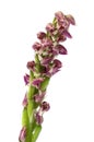 Red darker flowers of a Dense flowered orchid over white - Neotinea maculata Royalty Free Stock Photo