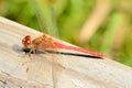 Red Darner Dragonfly