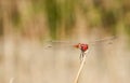 Red darter dragonfly perched on a twig