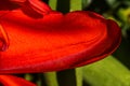 Red Darwin Tulip Petal Blooming