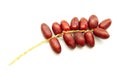 Red date palm fruit isolated on white background Royalty Free Stock Photo