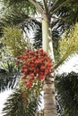 Red dates clusters of Palm tree Royalty Free Stock Photo