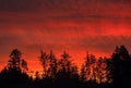 Red dawn over forest Royalty Free Stock Photo