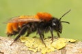 The red dawny mining bee or Andrena fulva Royalty Free Stock Photo