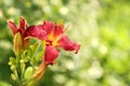 Red day lilies or Hemerocallis on green background Royalty Free Stock Photo