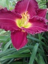 A Red Daylily Royalty Free Stock Photo