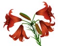 Red day-lily Royalty Free Stock Photo