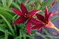 Red day lily Royalty Free Stock Photo