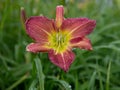 Red Daylilies Flower Royalty Free Stock Photo