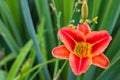 Red daylilies flowers or Hemerocallis. Daylilies on green leaves background. Flower beds with flowers in garden. Royalty Free Stock Photo