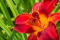Red daylilies flowers or Hemerocallis. Daylilies on green leaves background. Flower beds with flowers in garden. Royalty Free Stock Photo