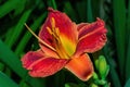 Red daylilies Latin: Hemerocallis on green leaves background. Flower beds with flowers in garden. Closeup. Soft selective focus Royalty Free Stock Photo