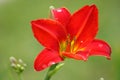 Red daylily Royalty Free Stock Photo