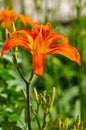 Red daylily blooming in a summer garden Royalty Free Stock Photo