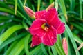 Red daylily closeup in the ground. Daylily with drops of water from the rain. Beautiful fuchsia flower on a blurry green