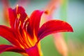 Red daylily Hemerocallis flower closeup Royalty Free Stock Photo