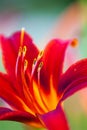 Red daylily Hemerocallis flower closeup Royalty Free Stock Photo