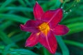 red daylily flower close up Royalty Free Stock Photo