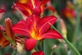 Red daylily flower in close up Royalty Free Stock Photo